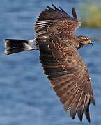 Snail Kite