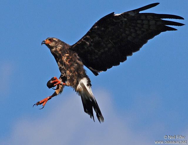 Snail Kite