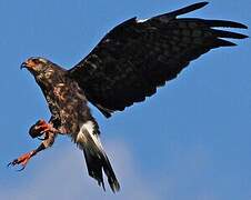 Snail Kite