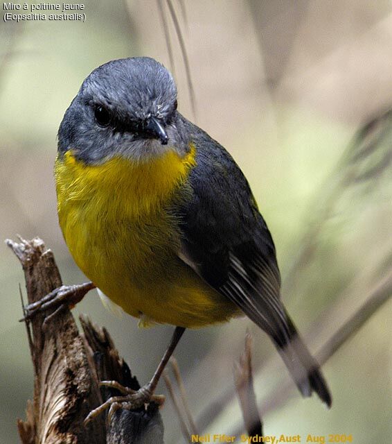 Eastern Yellow Robin