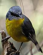 Eastern Yellow Robin