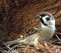 Eurasian Tree Sparrow