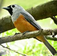 Black-faced Monarch