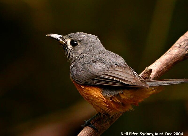 Black-faced Monarch