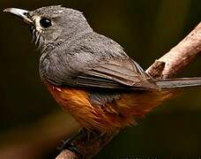 Black-faced Monarch