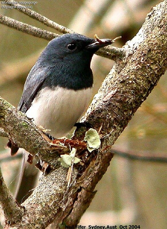 Leaden Flycatcher