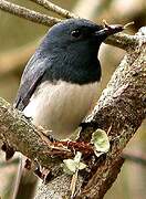 Leaden Flycatcher