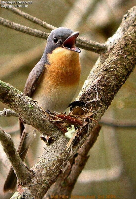 Leaden Flycatcher