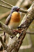 Leaden Flycatcher