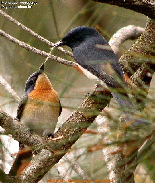 Leaden Flycatcher