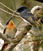 Leaden Flycatcher