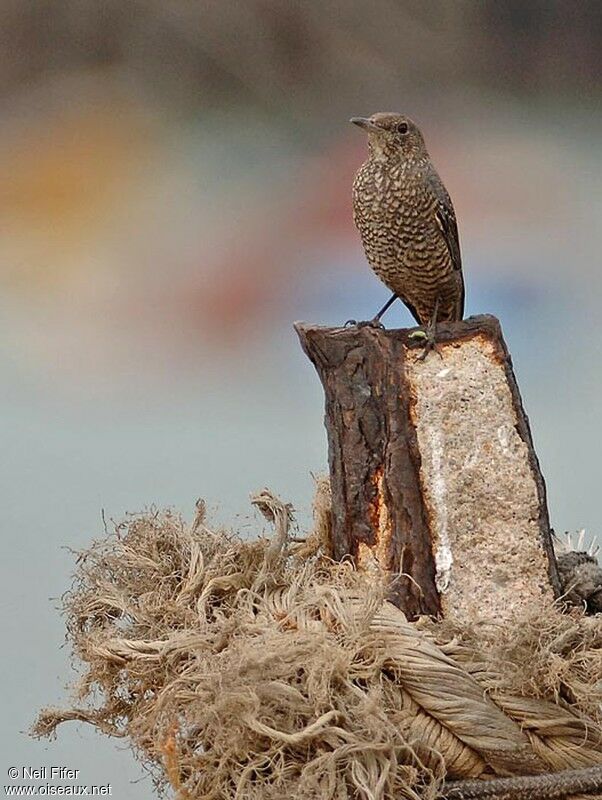 Blue Rock Thrush