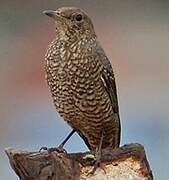 Blue Rock Thrush