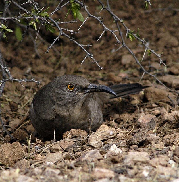 Curve-billed Thrasher