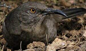 Curve-billed Thrasher