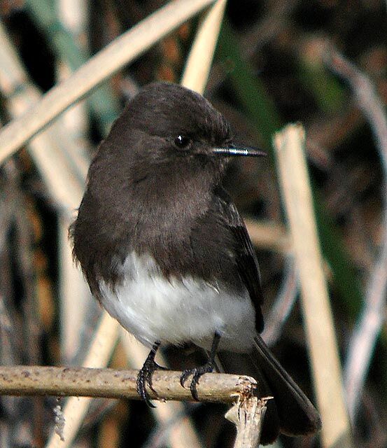 Moucherolle noir