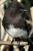 Black Phoebe