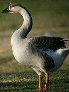 Swan Goose