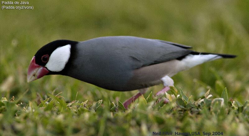 Java Sparrow