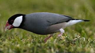 Java Sparrow