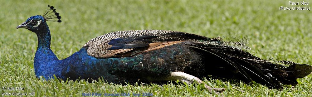 Indian Peafowl