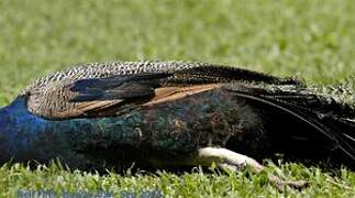 Indian Peafowl