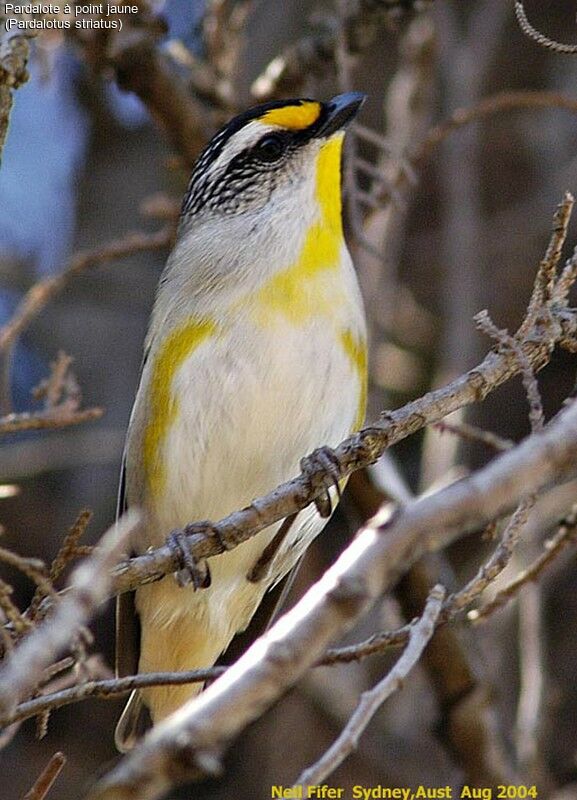 Striated Pardalote