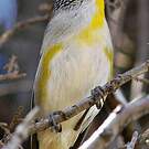 Pardalote à point jaune
