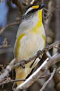 Striated Pardalote