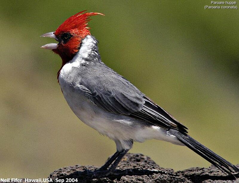 Red-crested Cardinal