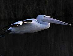 Australian Pelican