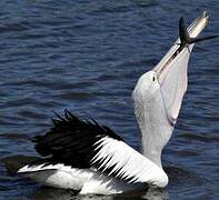 Australian Pelican