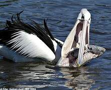 Australian Pelican