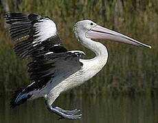 Australian Pelican