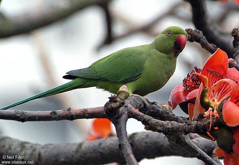 Rose-ringed Parakeet