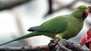 Rose-ringed Parakeet