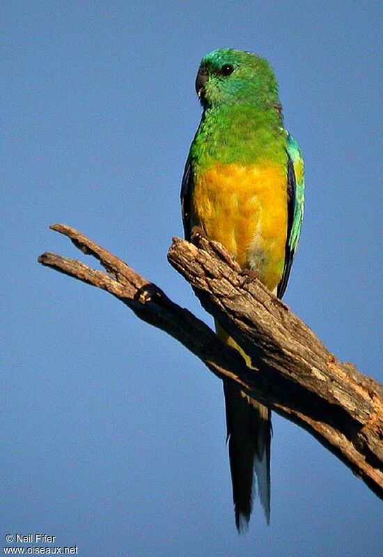 Red-rumped Parrot