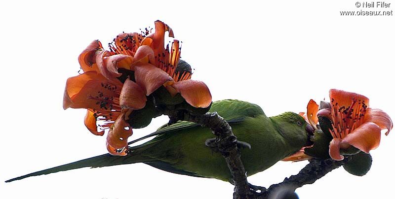 Alexandrine Parakeet