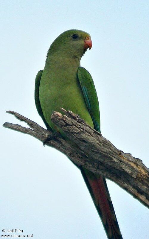 Superb Parrot