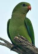 Superb Parrot