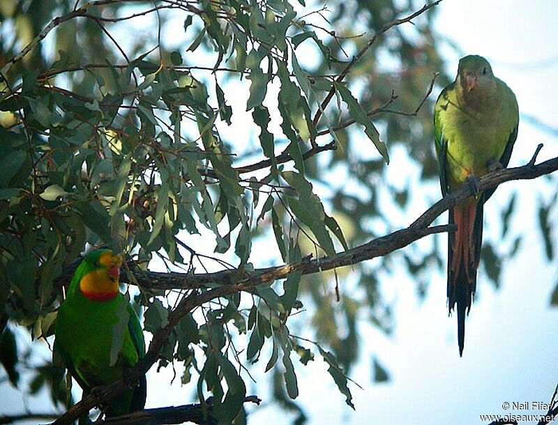 Superb Parrot