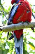 Crimson Rosella