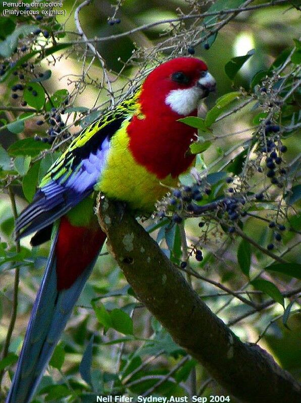 Eastern Rosella