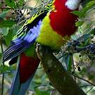 Perruche omnicolore