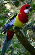 Eastern Rosella