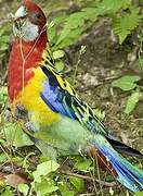 Eastern Rosella