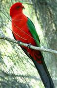 Australian King Parrot