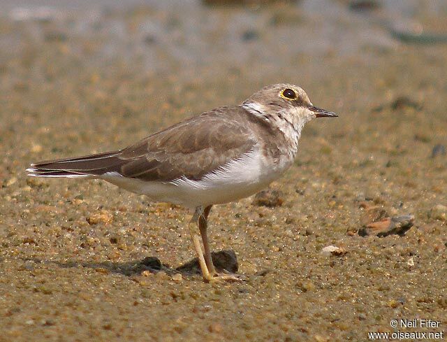 Little Ringed Plover