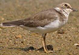 Little Ringed Plover