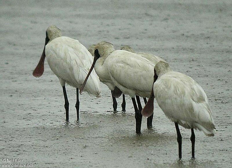 Black-faced Spoonbill